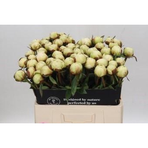 Paeonia Bowl Of Cream