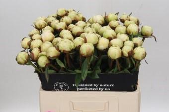<h4>Paeonia Bowl Of Cream</h4>
