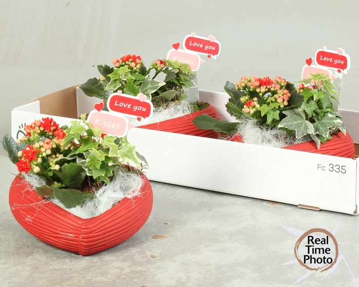 <h4>ARR KAMERPL</h4>