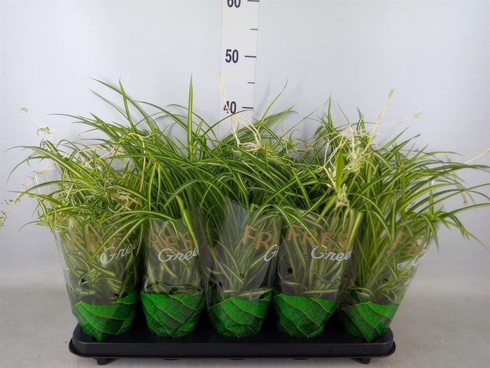 <h4>Chlorophytum cos. 'Atlantic'</h4>