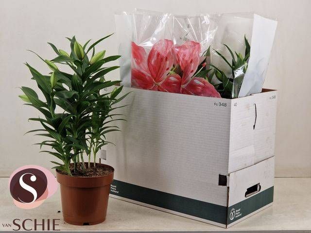 <h4>LIL OR ROSEL ESRA</h4>