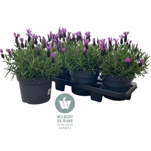 LAVAN S BELL TOSCANE