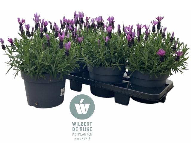 <h4>LAVAN S BELL TOSCANE</h4>