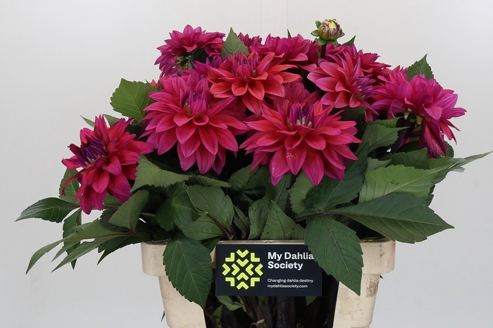 <h4>Dahlia Feline Yvonne</h4>