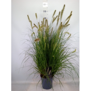 Pennisetum alopec. 'Hameln'
