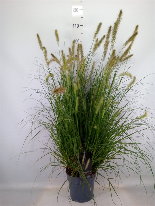 <h4>Pennisetum alopec. 'Hameln'</h4>