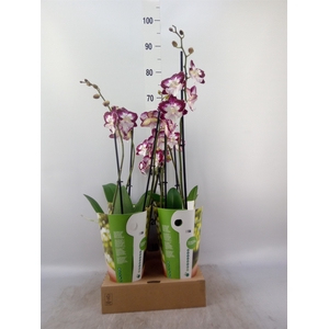 Phalaenopsis  'GbZ Tinkerbells'