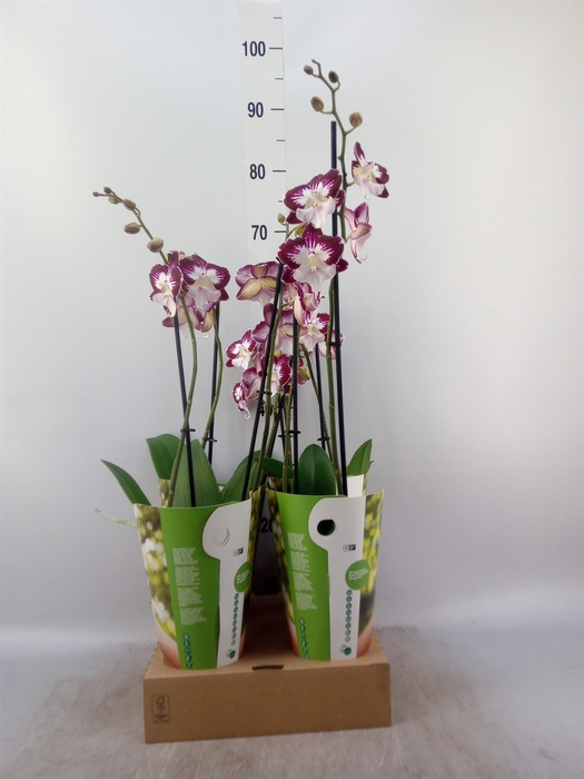 <h4>Phalaenopsis  'GbZ Tinkerbells'</h4>