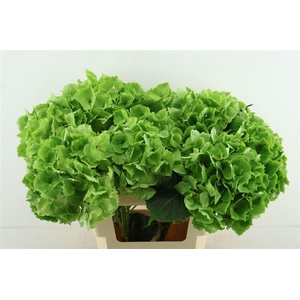Hydr M. Cl. Emerald 60-20