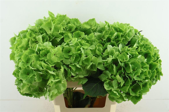 <h4>Hydr M. Cl. Emerald 60-20</h4>