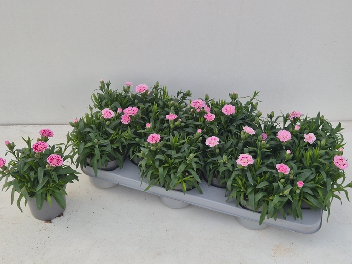 <h4>DIAN OSC PINK STAR</h4>