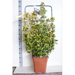 Euonymus japonicus Aureus 32Ø 125cm