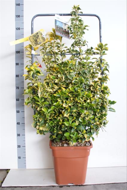 Euonymus japonicus Aureus 32Ø 125cm