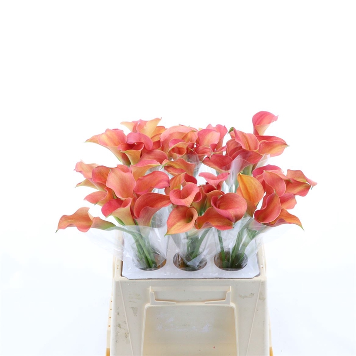 <h4>Calla Sunset Passion</h4>