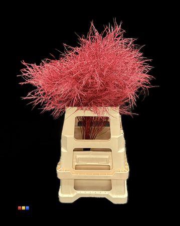 <h4>Treefern Red</h4>