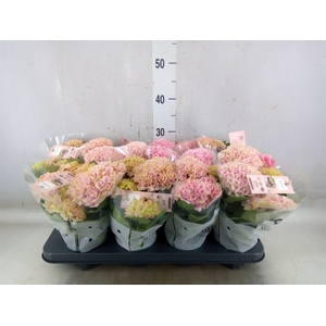 Hydrangea mac. 'Magical Revolution'