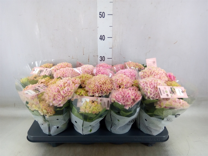 <h4>Hydrangea mac. 'Magical Revolution'</h4>