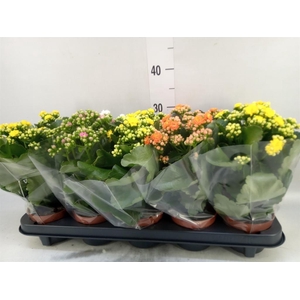 Kalanchoe blos.   ..rosebud mix  5