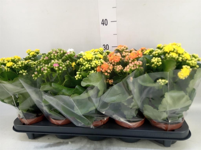 <h4>Kalanchoe blos.   ..rosebud mix  5</h4>