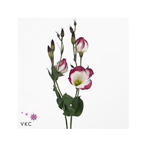 Lisianthus si adom red picotee