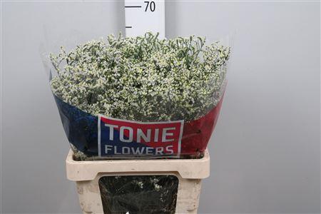 <h4>Lim Sin Clear Diamon Wit</h4>