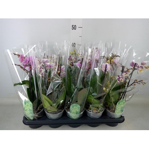 Phalaenopsis multi.   ...mix  4