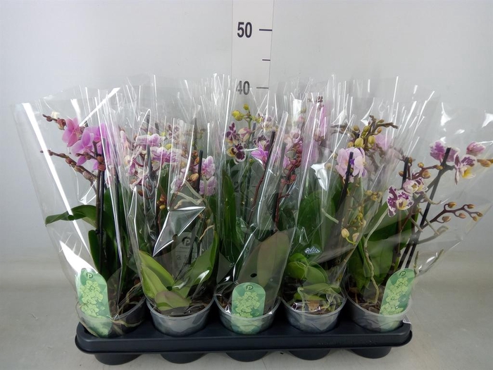 <h4>Phalaenopsis multi.   ...mix  4</h4>