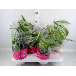 Scindapsus pictus 'Trebie'