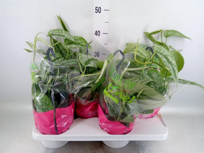 <h4>Scindapsus pictus 'Trebie'</h4>