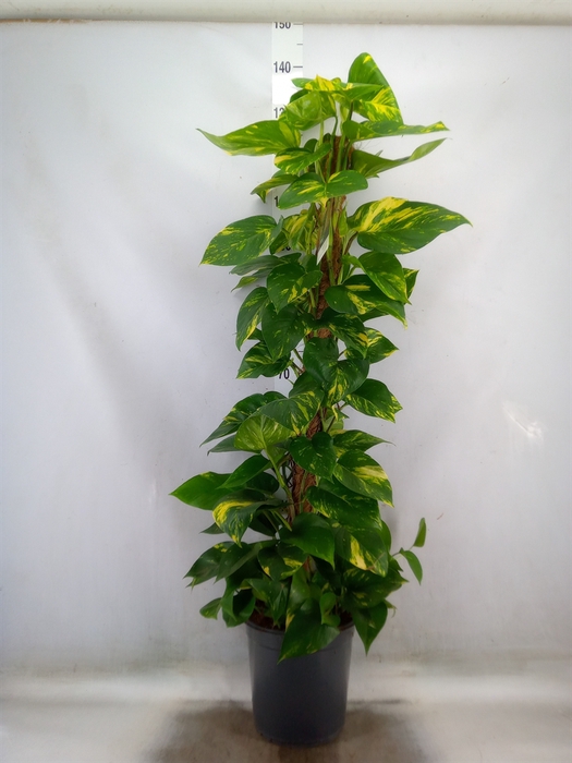 <h4>Epipremnum pinn.   ...moss stick</h4>