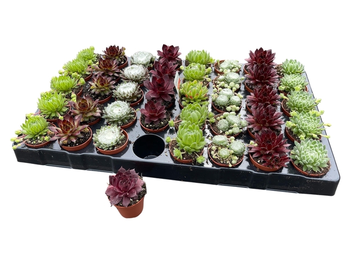 <h4>SEMPERVIVUM MIX P6</h4>