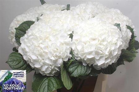 <h4>Hydr Allure</h4>