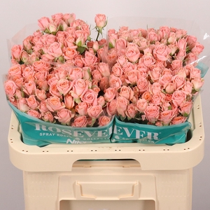 R TR ELEGANT ROSEVER