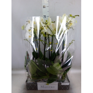 Phalaenopsis   ...white