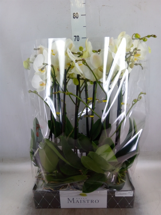 <h4>Phalaenopsis   ...white</h4>