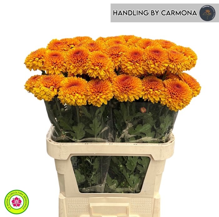 <h4>CHR G PALADOV</h4>