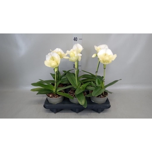 Paphiopedilum  'Amerikaanse hybrid'