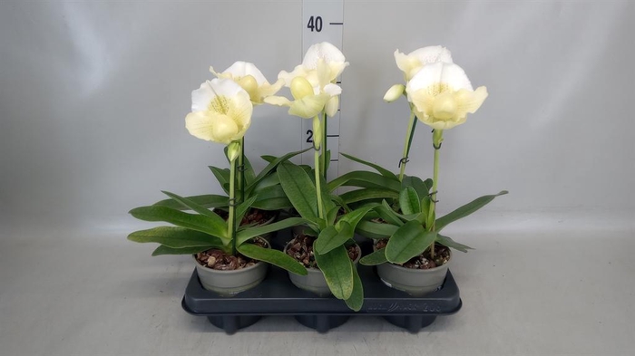 <h4>Paphiopedilum 'Amerikaanse hybrid'</h4>