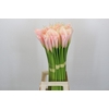 Zantedeschia Eydolls Salmon