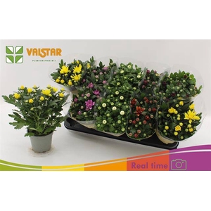 CHRYS GEMENGD 6 KLEU