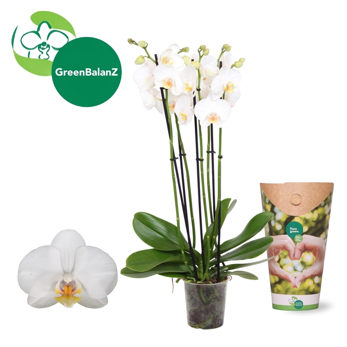 <h4>Phalaenopsis   ...white</h4>