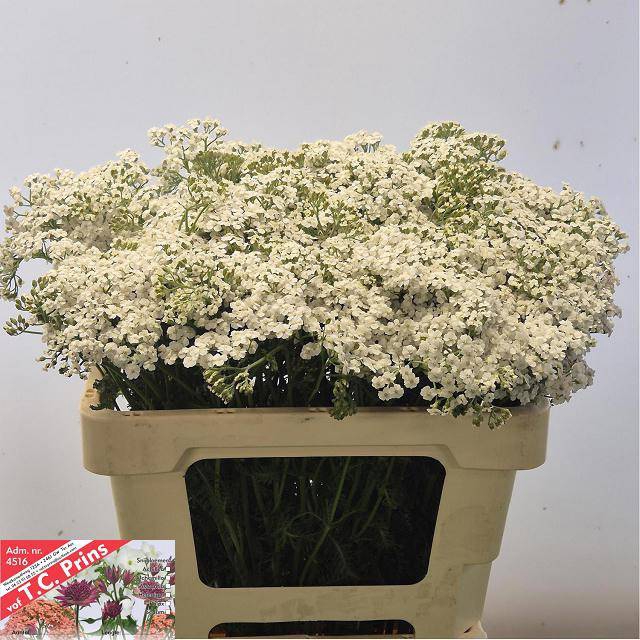 <h4>ACHIL M WHITE BEAUTY</h4>