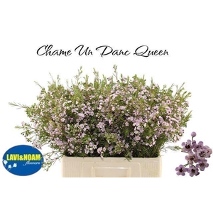 WAXFLOWER DANCING QUEEN 30 GR.