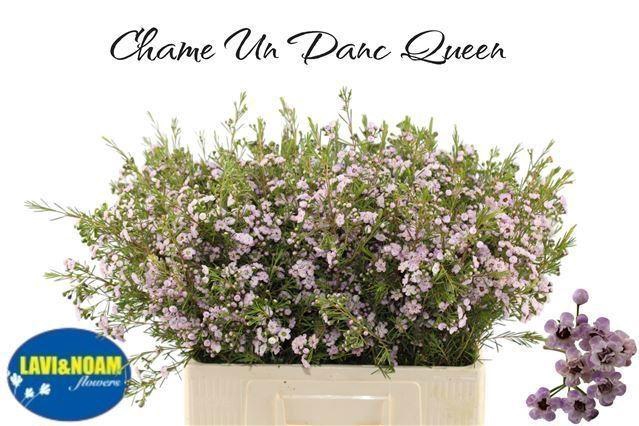 <h4>WAXFLOWER DANCING QUEEN 30 GR.</h4>