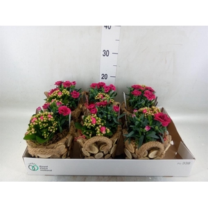 Arr.   Tuinplanten L%