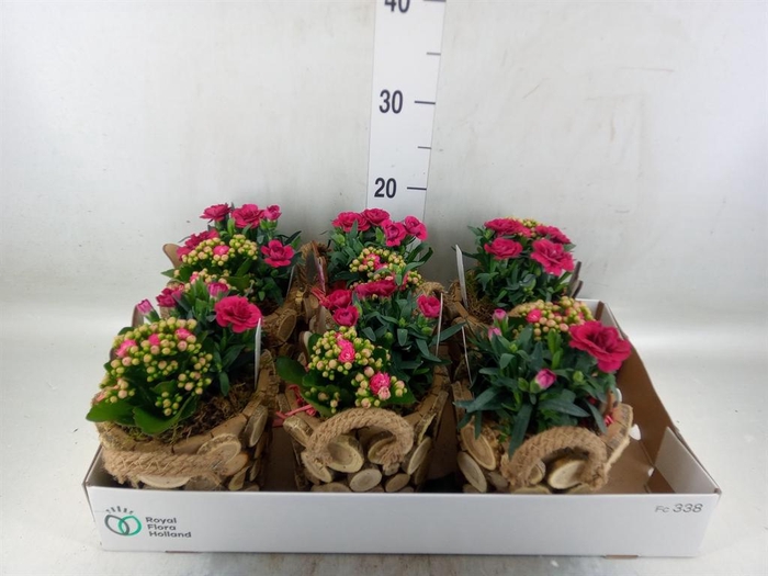 <h4>Arr.   Tuinplanten L%</h4>