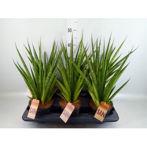 Sansevieria trifa. ...