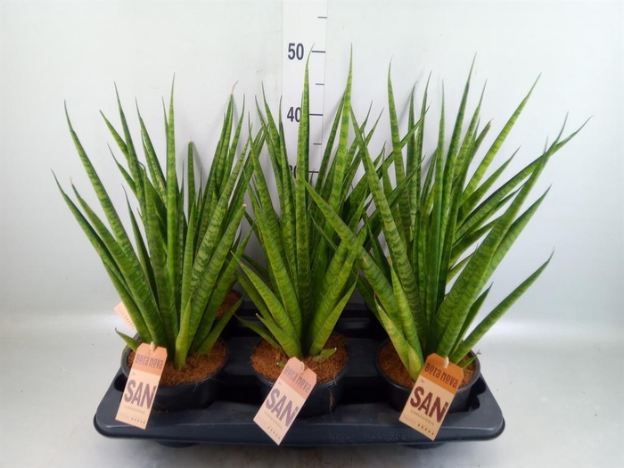 <h4>Sansevieria trifa. ...</h4>