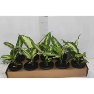 DIEFFENBACHIA VARIADO P11
