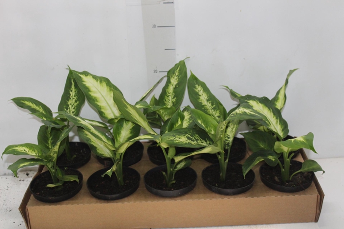 <h4>DIEFFENBACHIA VARIADO P11</h4>